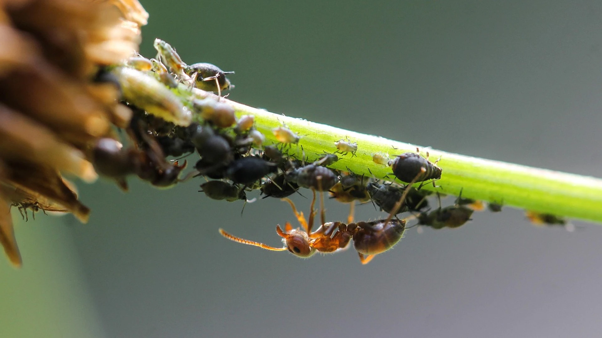 Mšice na sazenicích, rybízu a dalších rostlinách: Připravte si účinný postřik, který funguje i na plísně