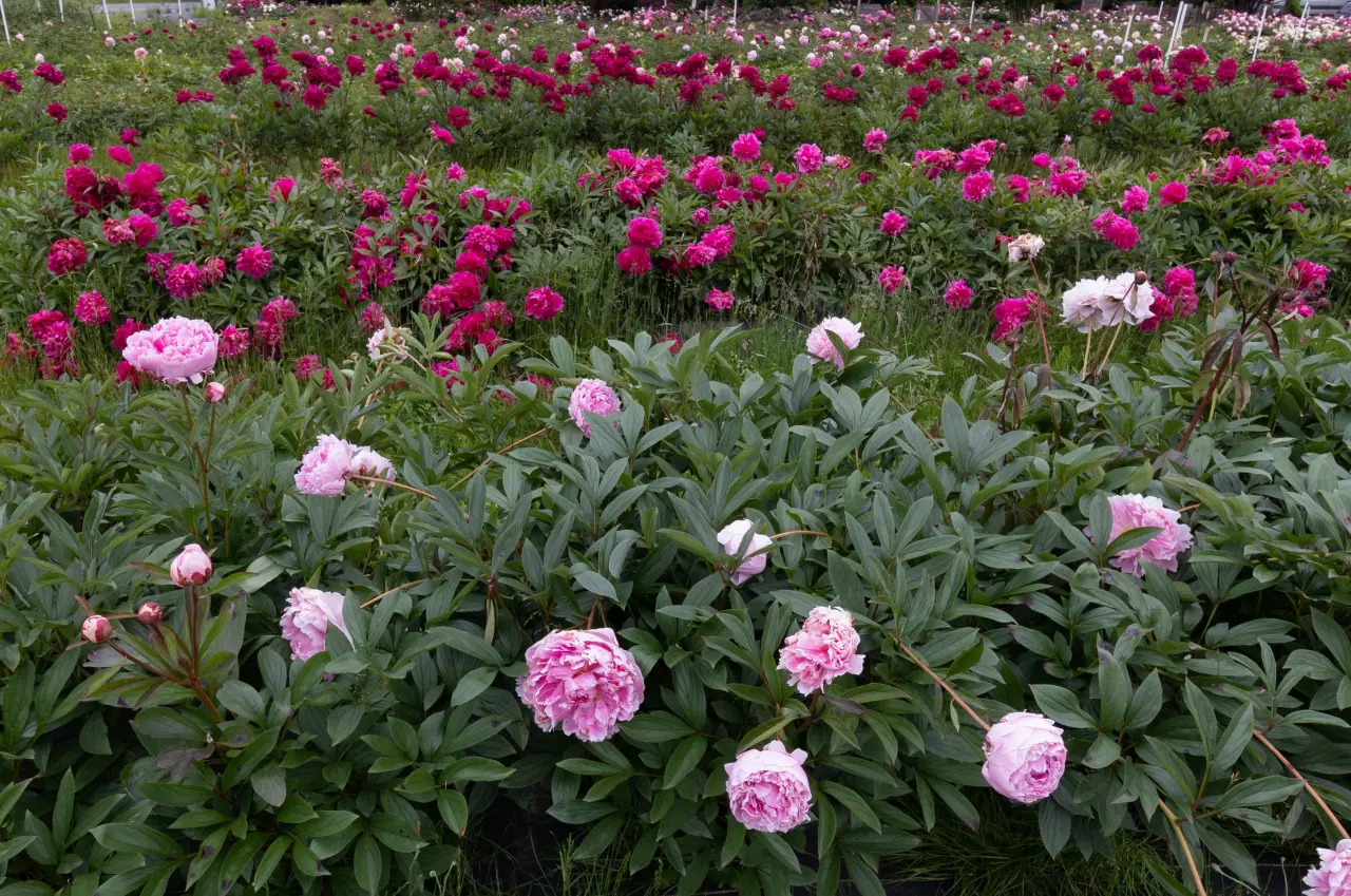 Pivoňky potřebují na konci léta správnou péči, aby vás příští rok potěšily bohatou květenou