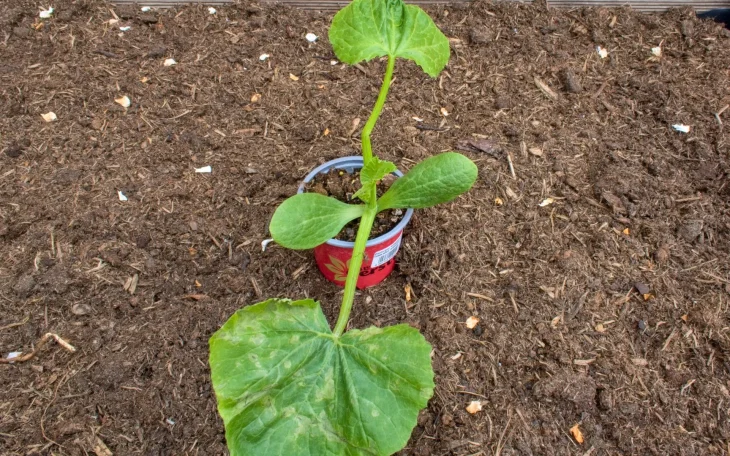 Sazenice okurky na záhonu