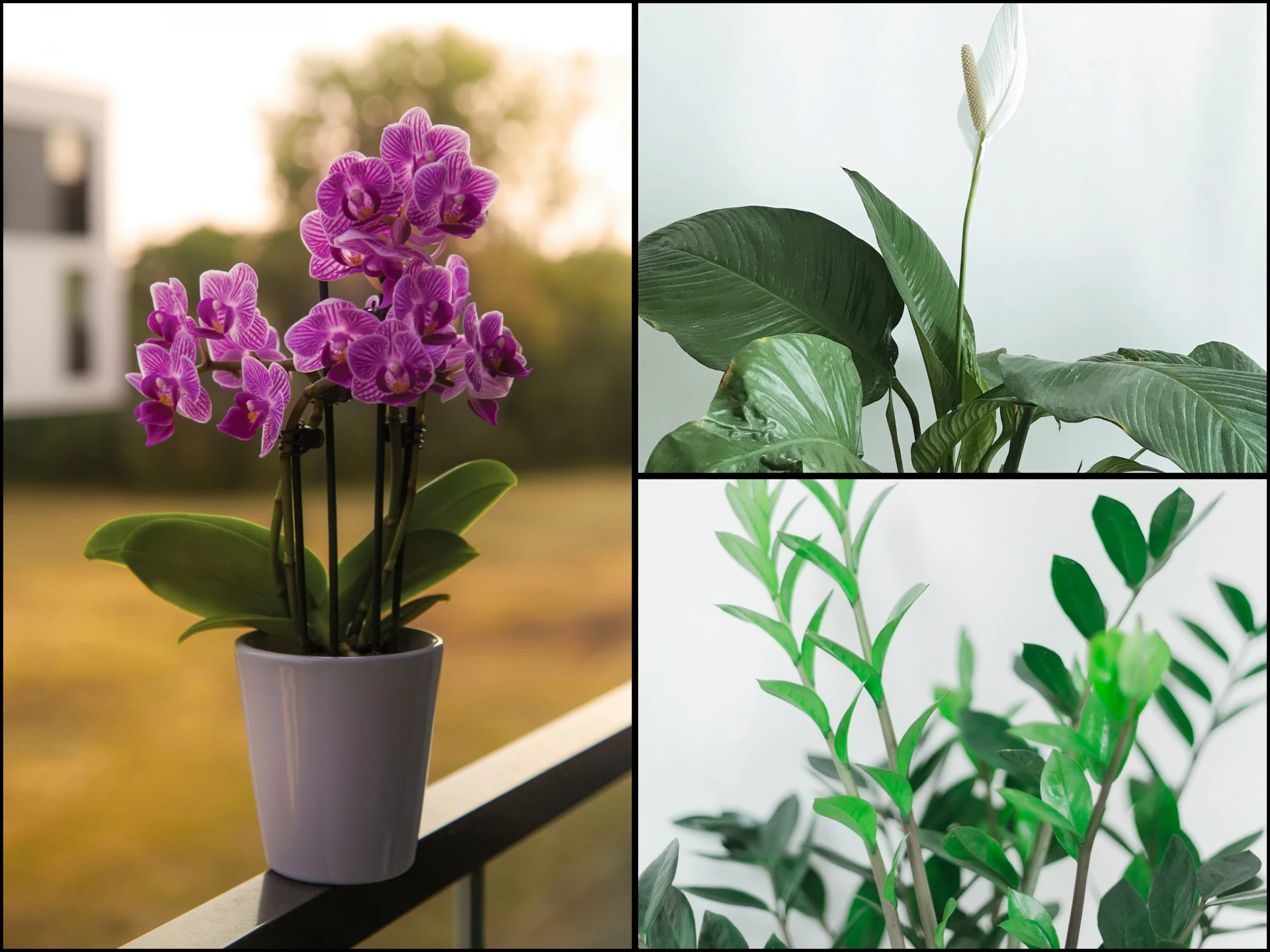 Únorové hnojení lopatkovce, toulitky, africké fialky a dalších, po kterém bohatě pokvetou