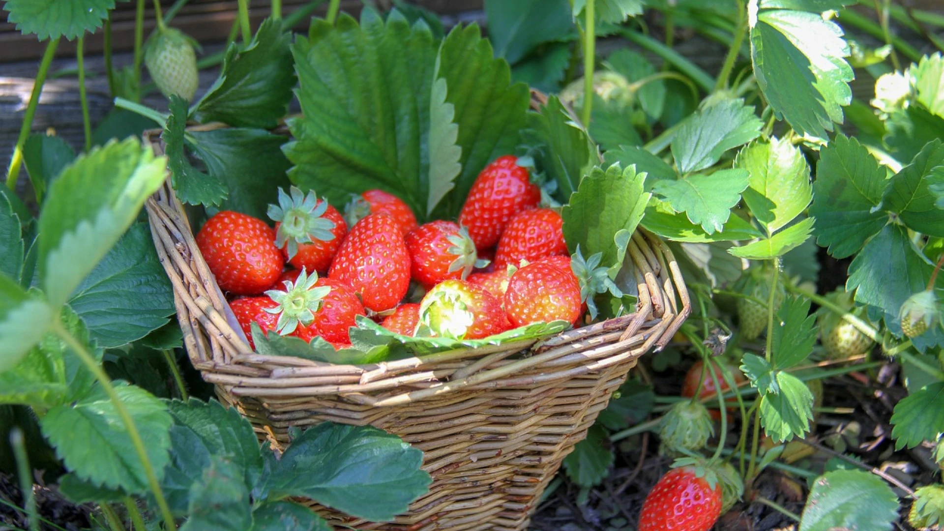 Co nepěstovat vedle jahod a co naopak pěstovat, abychom zvýšili sklizeň lahodných plodů