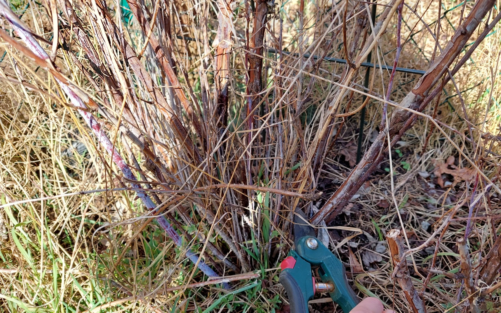 Řez ostružin na jaře