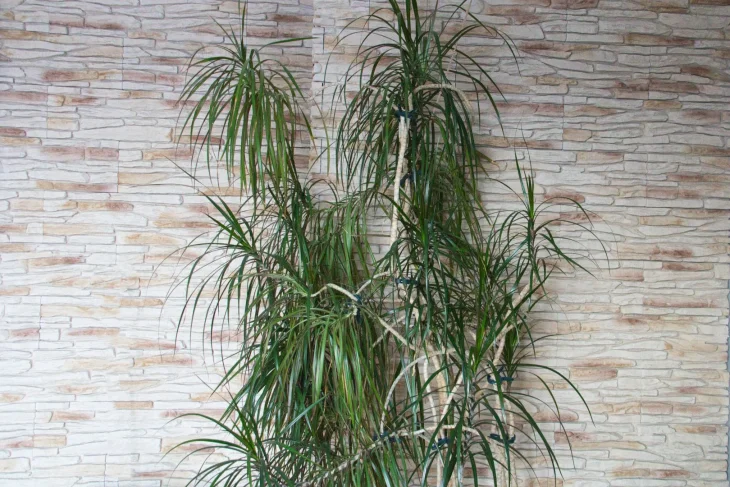 Opad listů u dracény