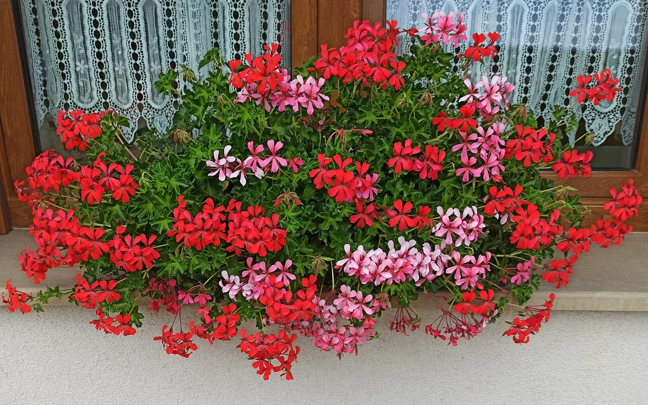 Proč muškáty nekvetou: Co způsobuje jejich chřadnutí a jak je přimět k bohatému kvetení