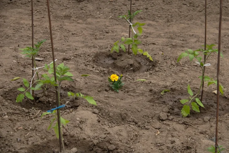 Rajčata na záhonu s rostlinou afrikánu pro ochranu před škůdci
