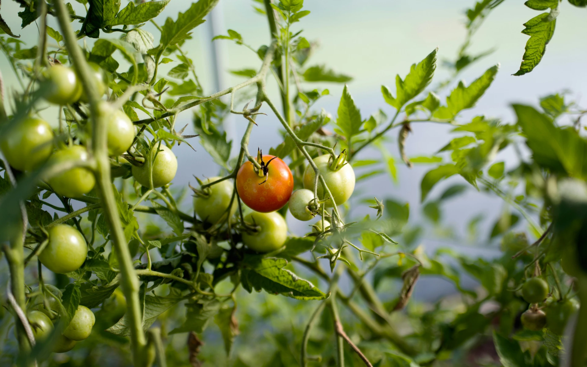 Jak docílit sladších rajčat? Vyzkoušejte několik triků úspěšných pěstitelů