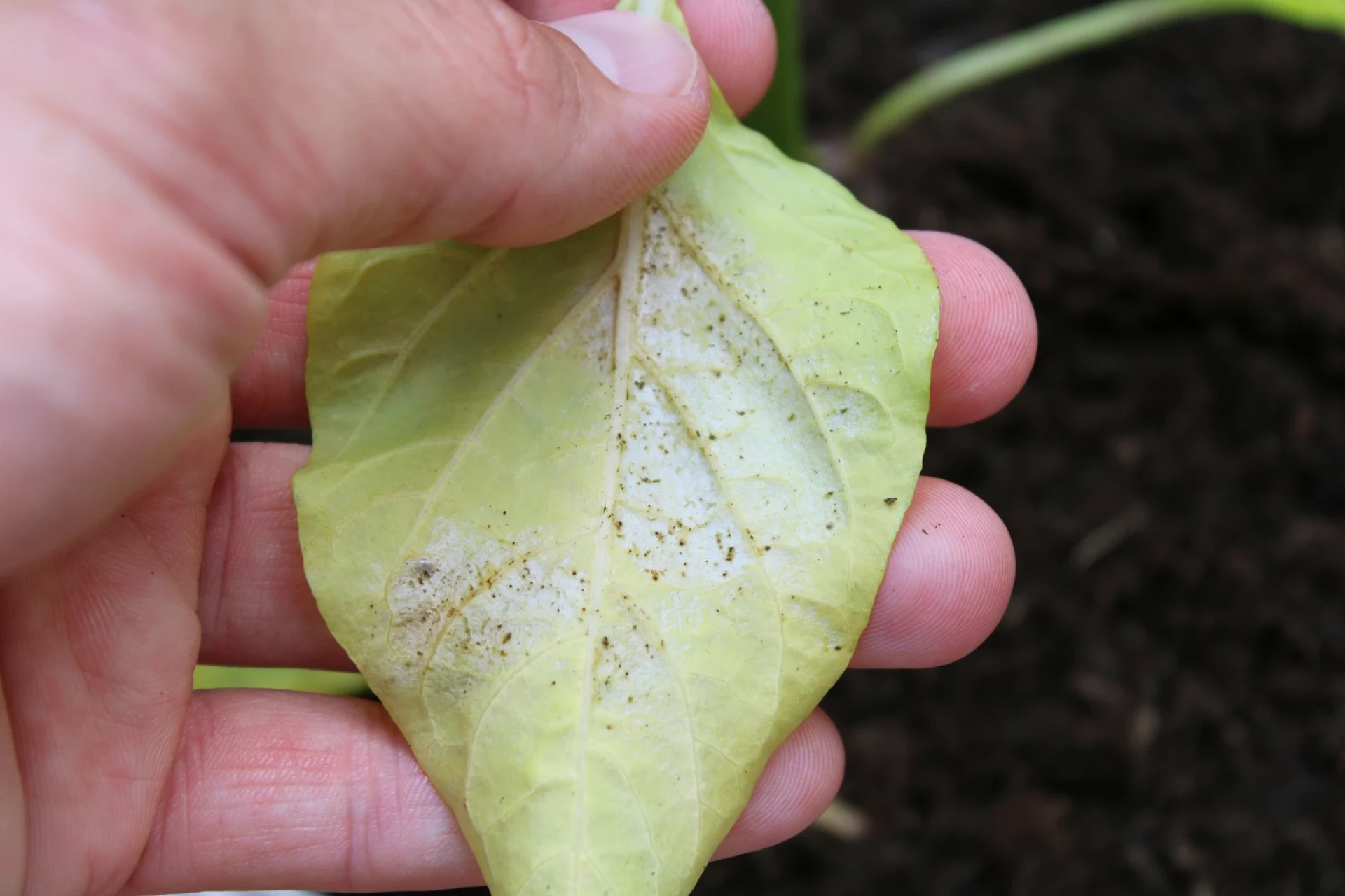 Třásněnky na paprikách