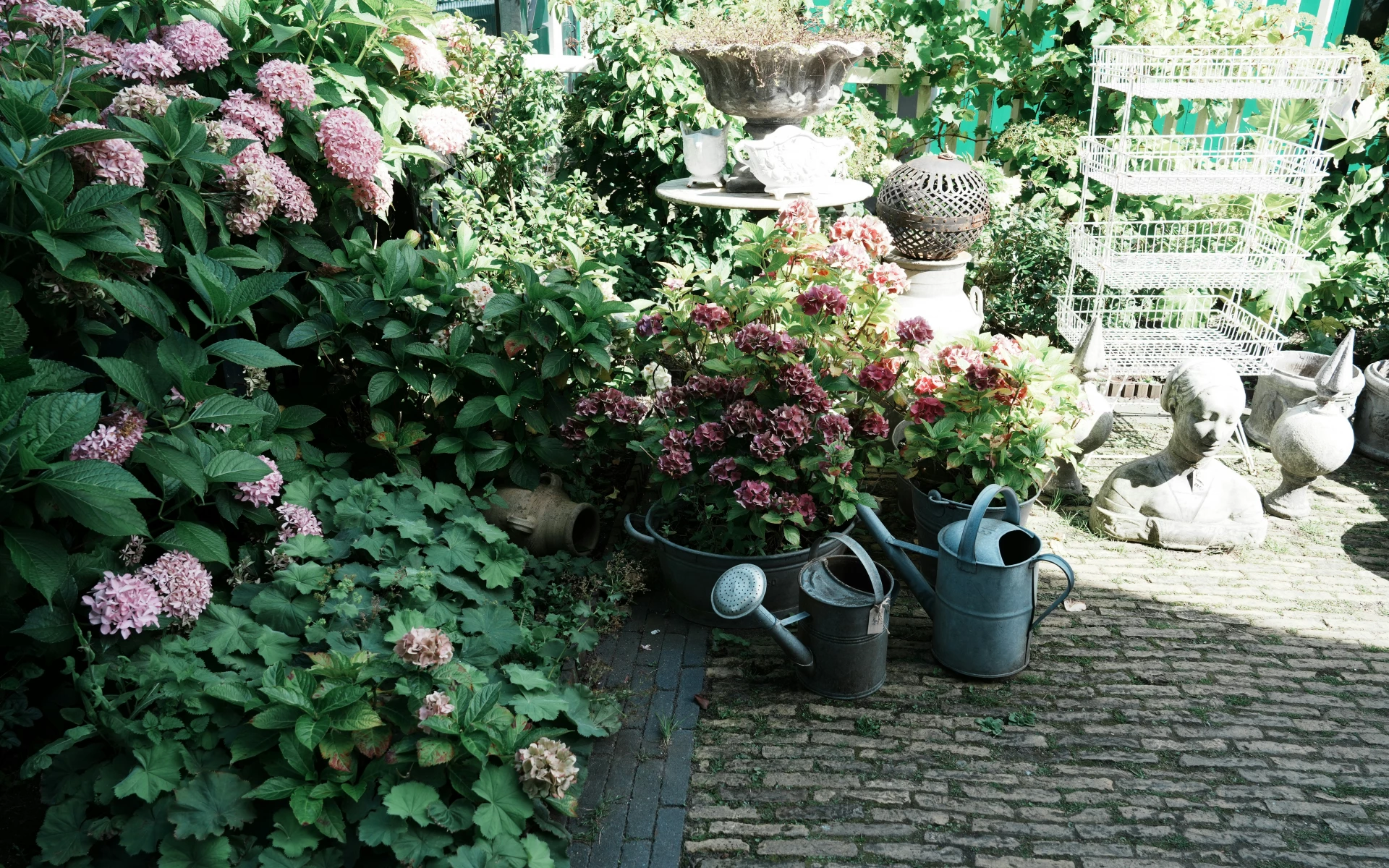 Bohatě kvetoucí hortenzie ve 4 krocích: Poskytněte jim to, co potřebují, aby kvetly jednou tolik