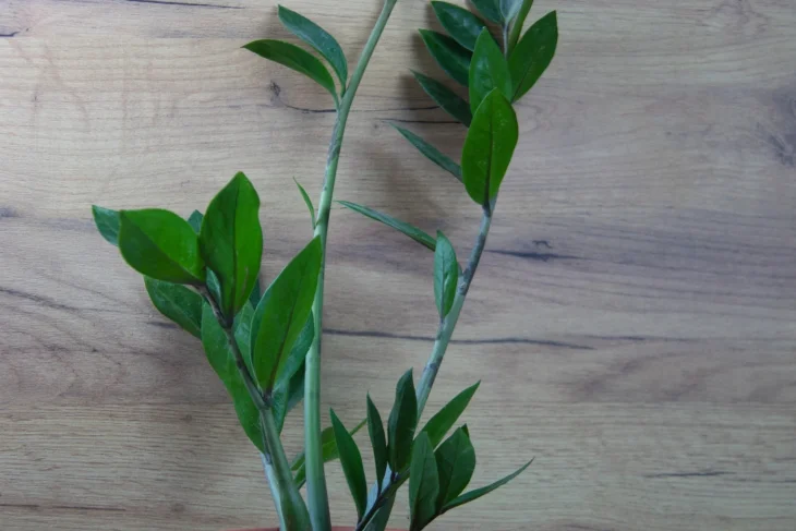 Zamiokulkas Zamiokulkas, stonky, listy