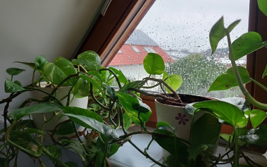 Způsoby, jak se zbavit rosení oken