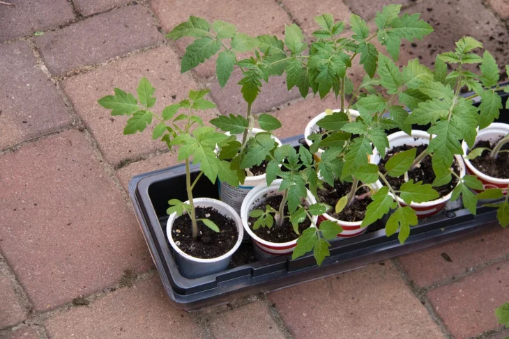 Sazenice rajčat v kelímcích
