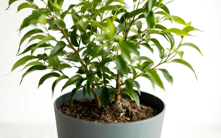 Fíkus drobnolistý v květináči