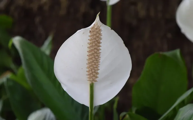 Lopatkovec je oblíbená pokojová rostlina, známá nejen svou…