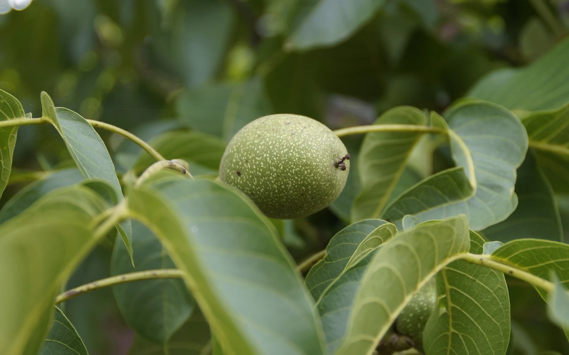 Jak využít listy ořešáku? Jejich bohaté využití by měl znát každý