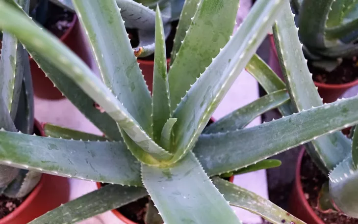Aloe vera