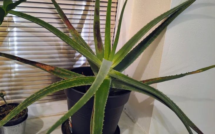 Aloe vera s hnědými skvrnami na listech