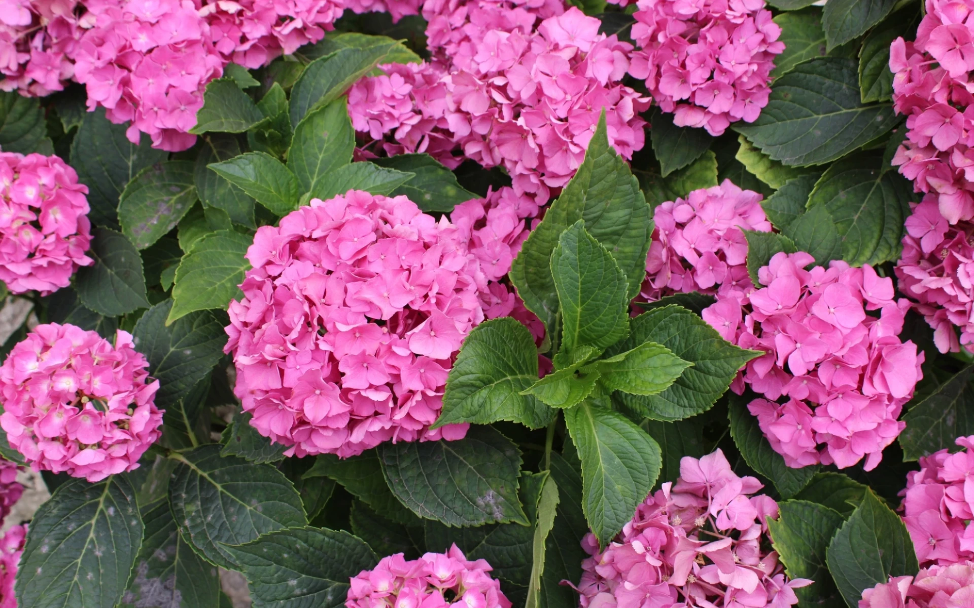 Hortenzie: V září jim dopřejte péči, za kterou vás příští rok odmění krásnými květy