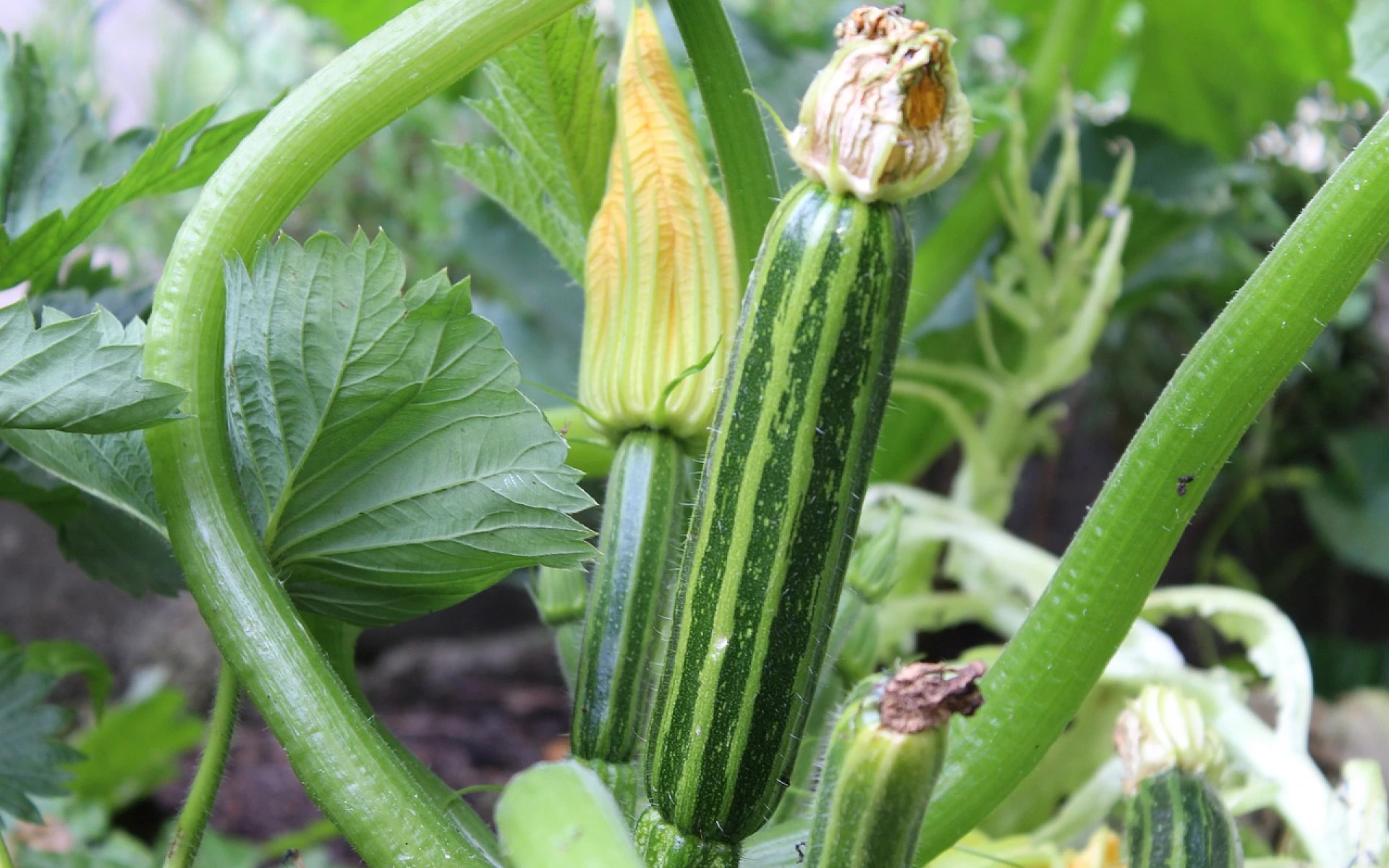 Jak zvýšit úrodu cuket? Osvojte si správné prořezání rostlin, proveďte ho ale správně