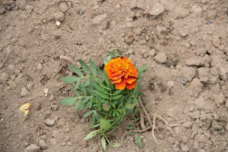 Aksamitník Aksamitník na zahradě, který chrání záhony