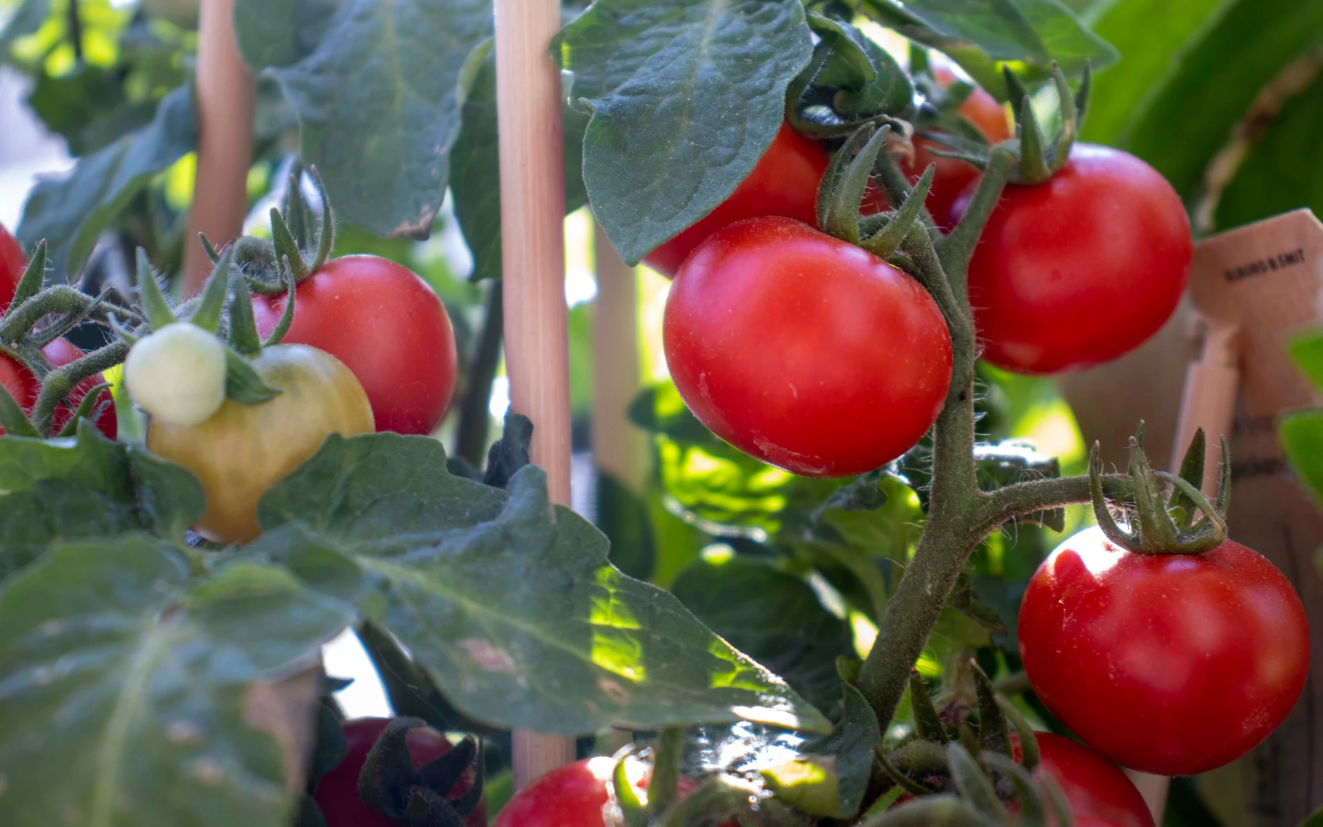 Jak podpořit tvorbu plodů rajčat? Pomůže správná opora, zaštipování i doprovodná výsadba