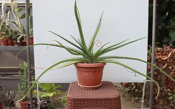 Aloe vera