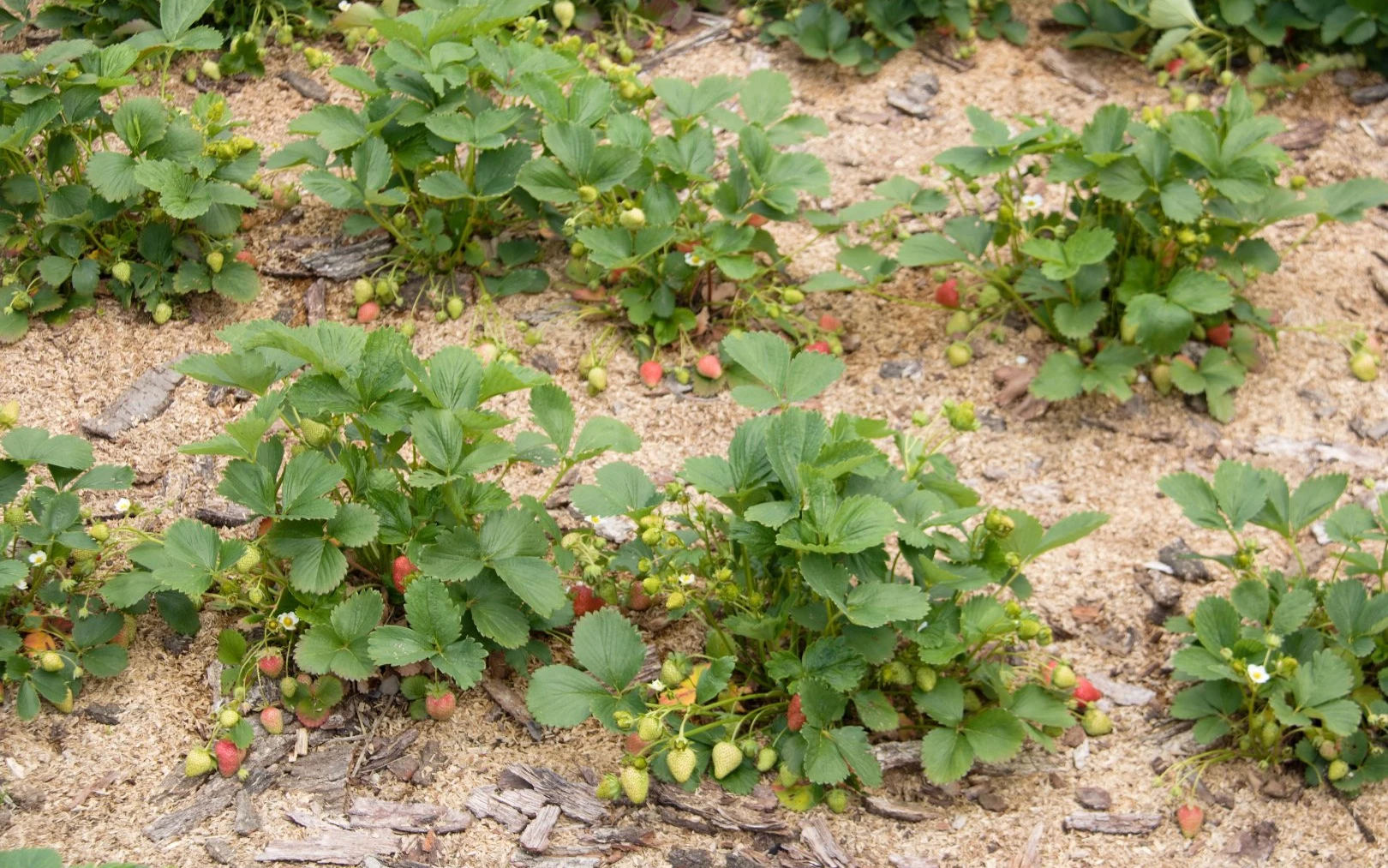 Jahody na záhonu zamulčované pilinami