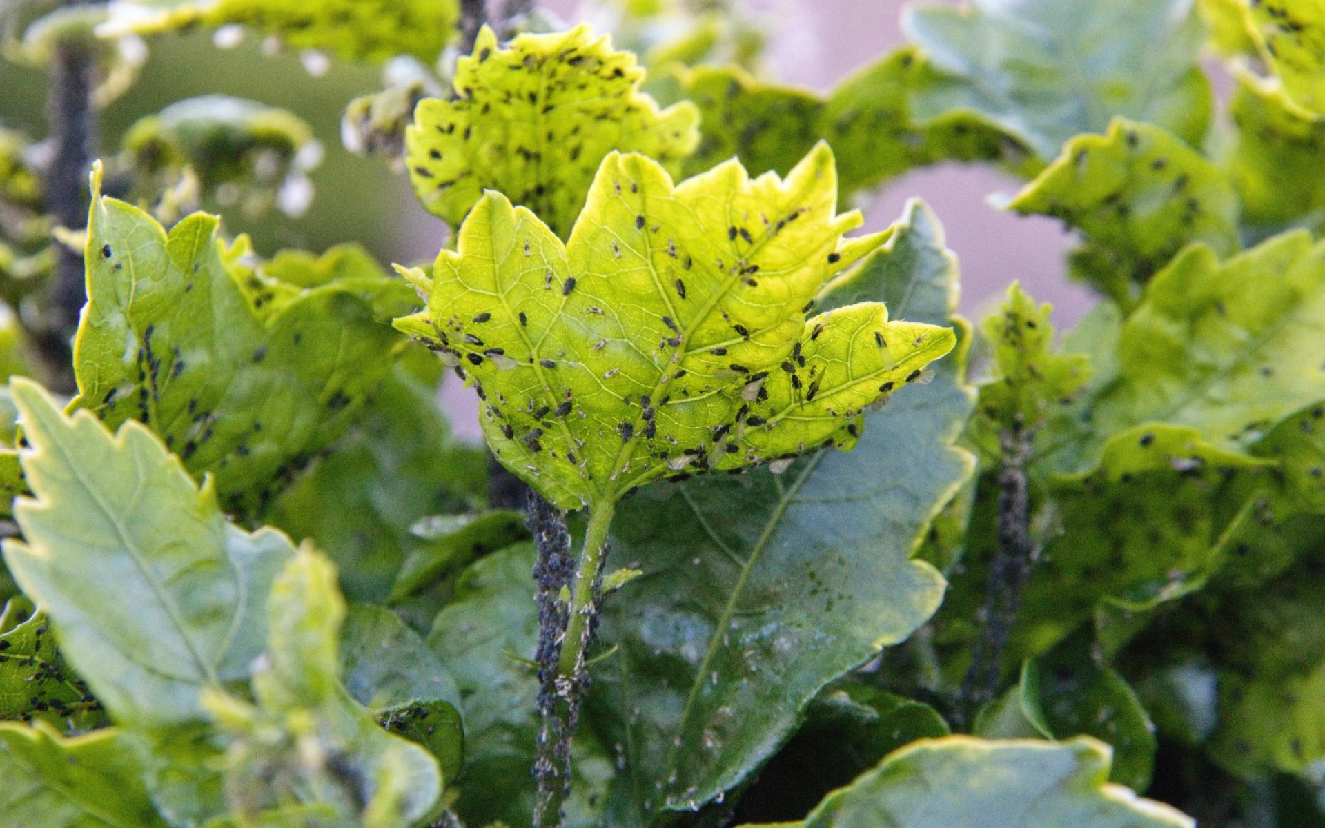 Jak se zbavit mšic na sazenicích a jiných rostlinách: Připravte na ně silný postřik