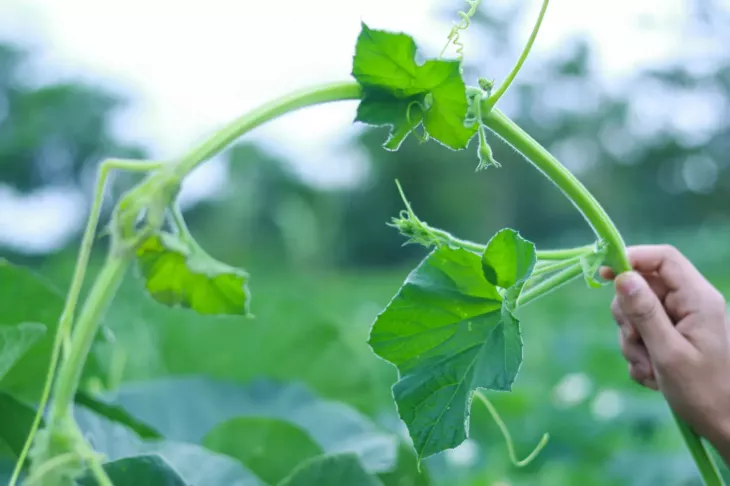 zaštipování okurek