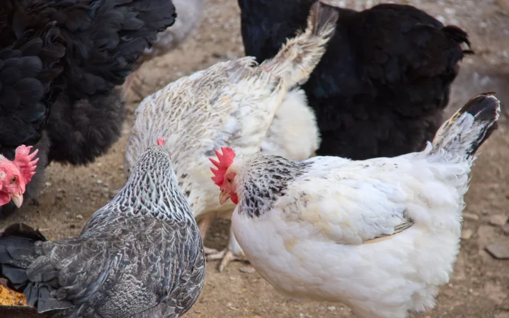 Slepicím v zimě dopřávejte kopřivy pro bohatou snášku