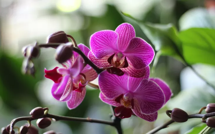 Orchidej