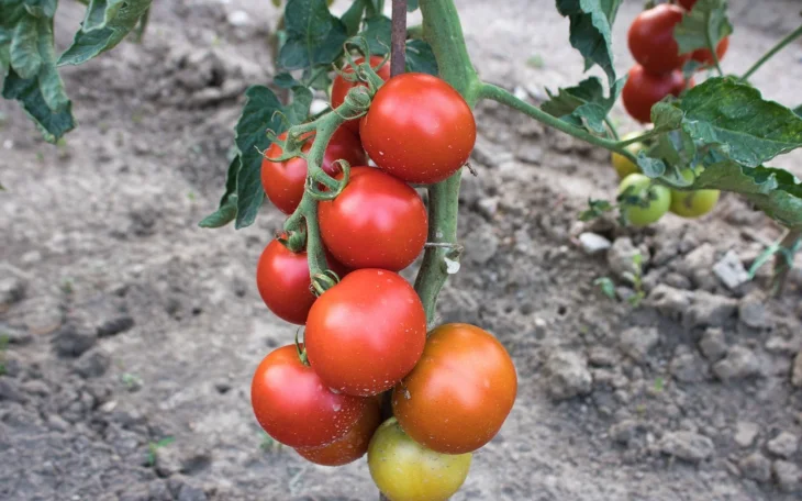 Rajčata na záhonu hnojená epsomskou solí