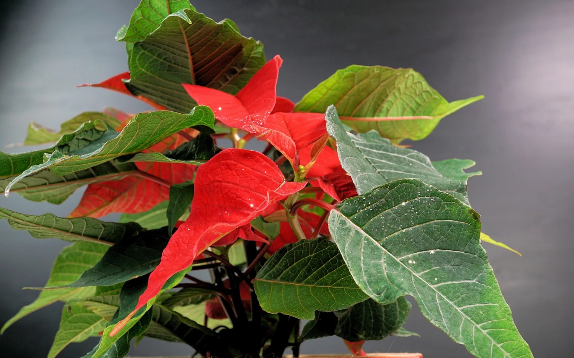 Proč vánoční hvězdě žloutnou a opadávají listy: Zachraňte ji, dokud je čas