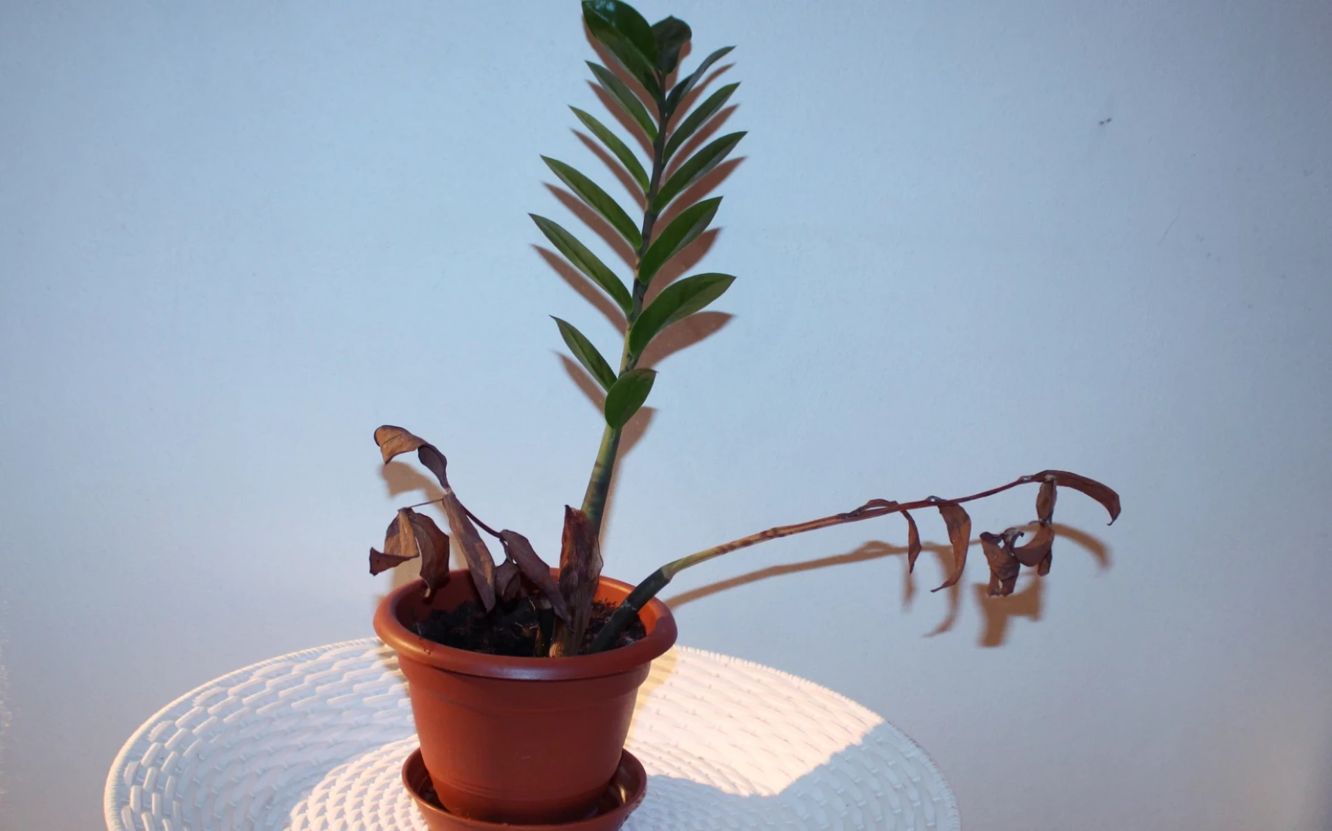 Zamiokulkas Zamiokulkas