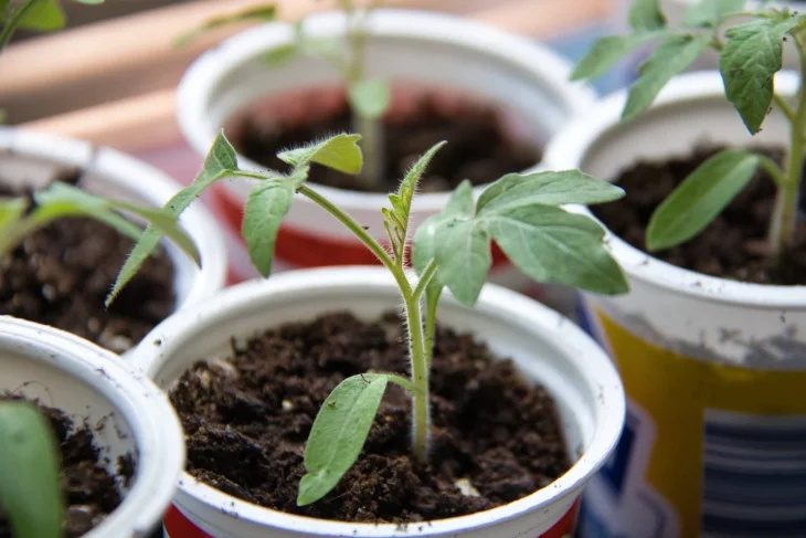 Sazenice rajčat v kelímcích