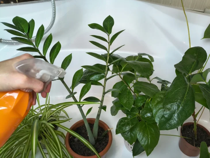Rosení pokojových rostlin citronovou vodou