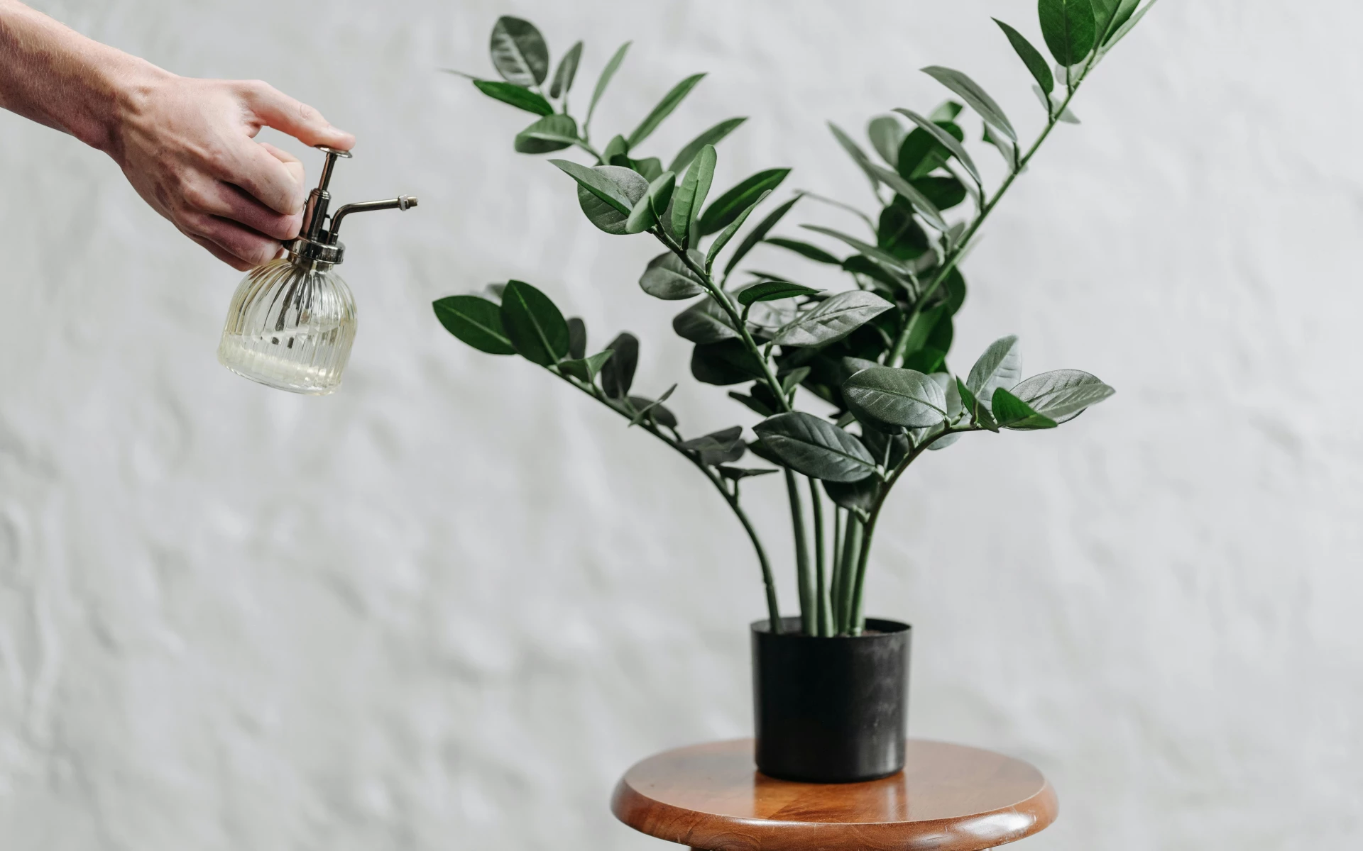 Při pěstování zamiokulkasu je důležité vyhnout se těmto pěstitelským chybám, pak bujně poroste