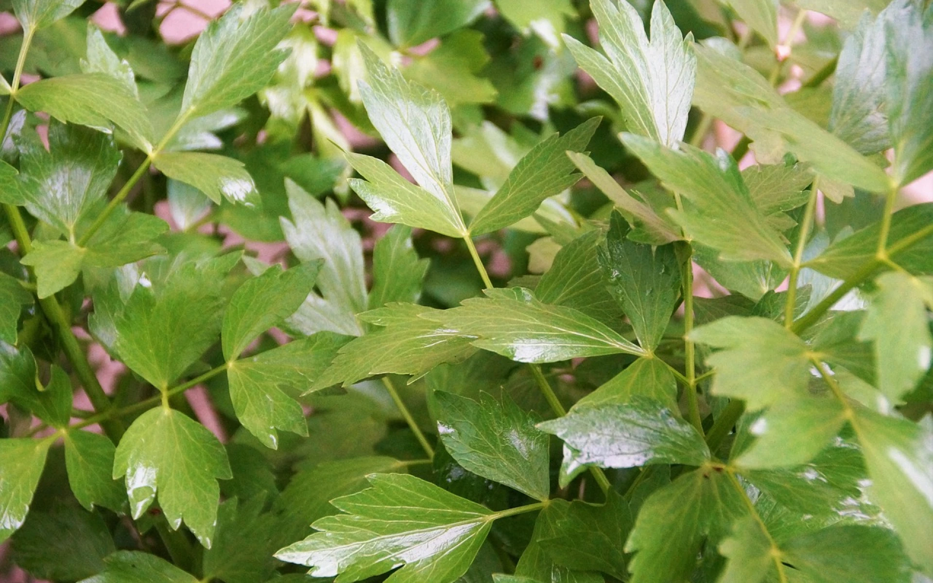 Jak a čím hnojit libeček, aby vyrostl a nabídl nám mnoho aromatických listů