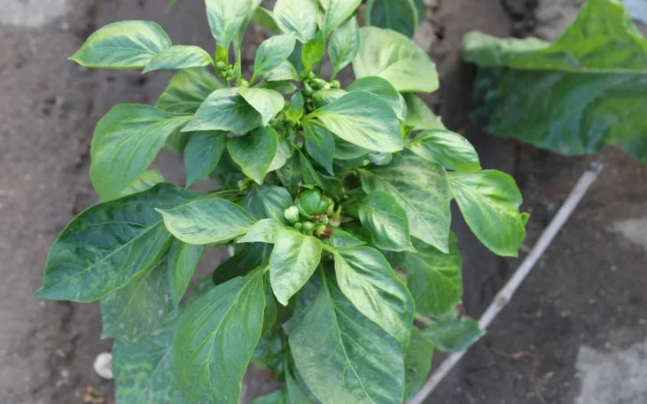 Paprika na záhonu