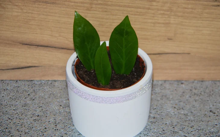 Zamiokulkas množení