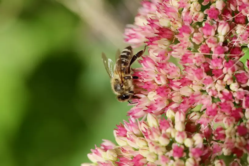 rozchodník a včela