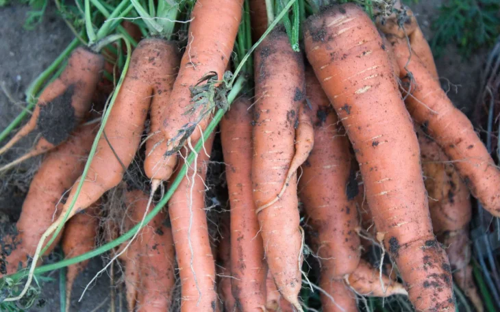 Mrkev zalévaná podmokem je rovná a velká