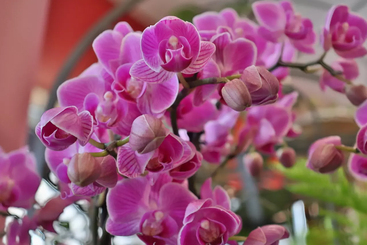 Podzimní péče o orchidej, která zajistí bohaté kvetení i přes zimu