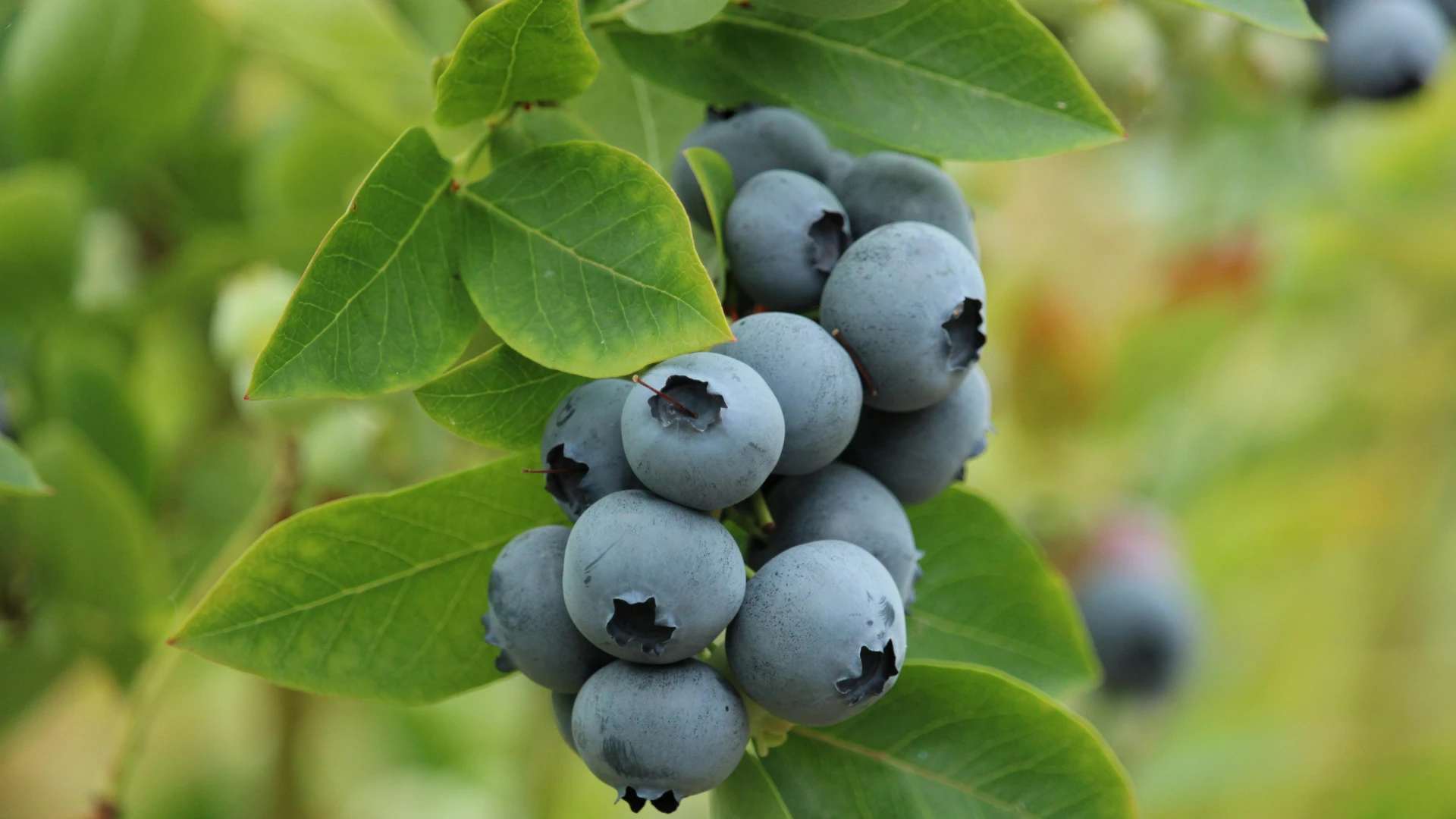 Kanadské borůvky: Tyto kroky vás dovedou k bohaté úrodě lahodných plodů