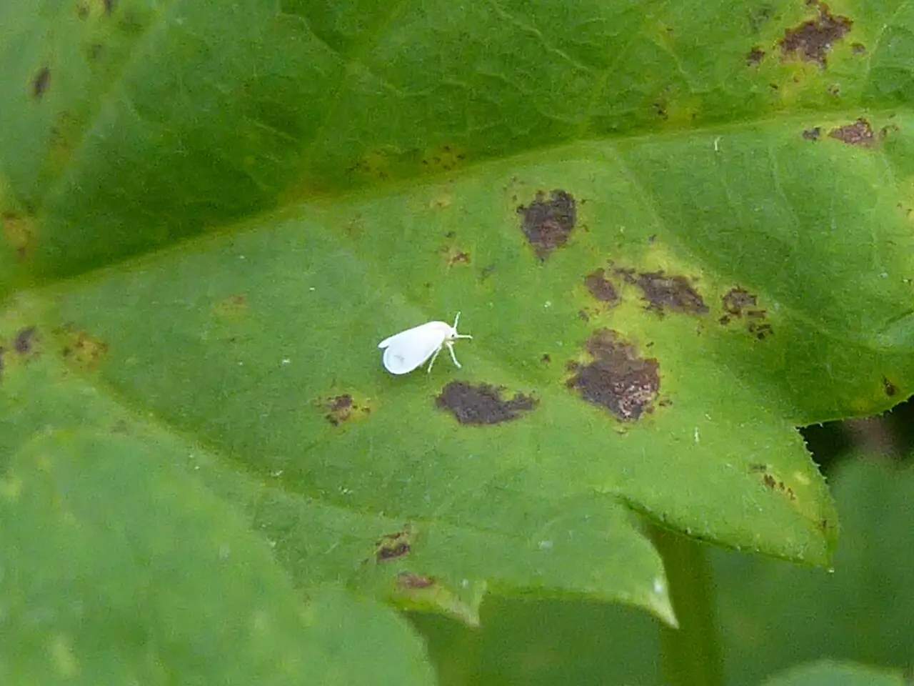 Účinný domácí postřik na molice, který ochrání vaši úrodu a okrasné rostliny