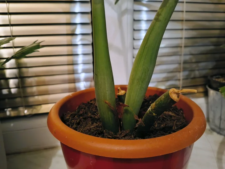 Spálené stonky zamiokulkasu od slunce