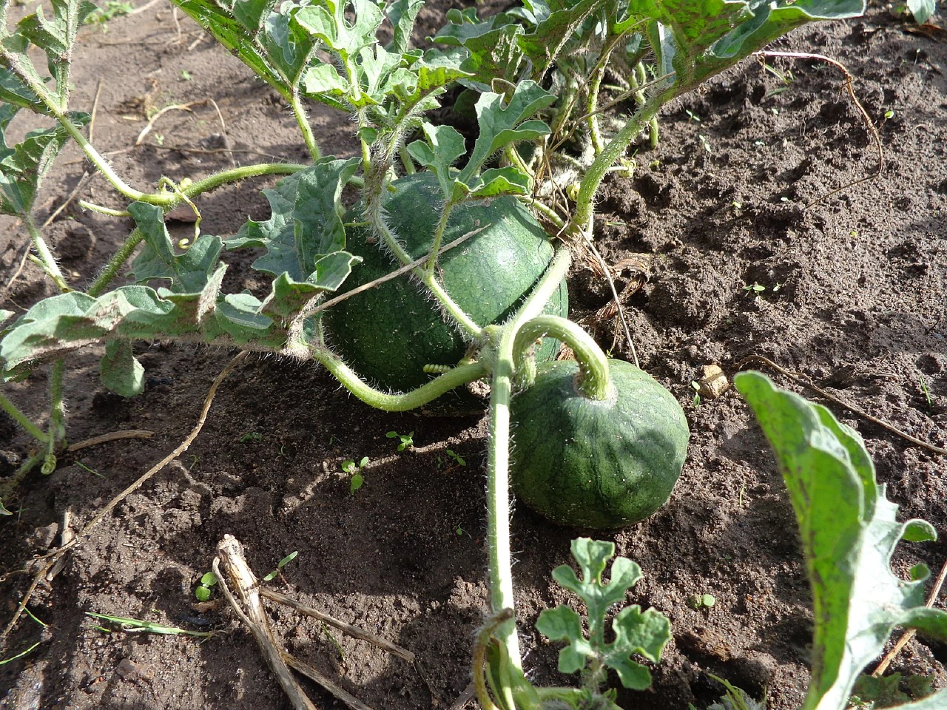 Vodní meloun Vodní meloun