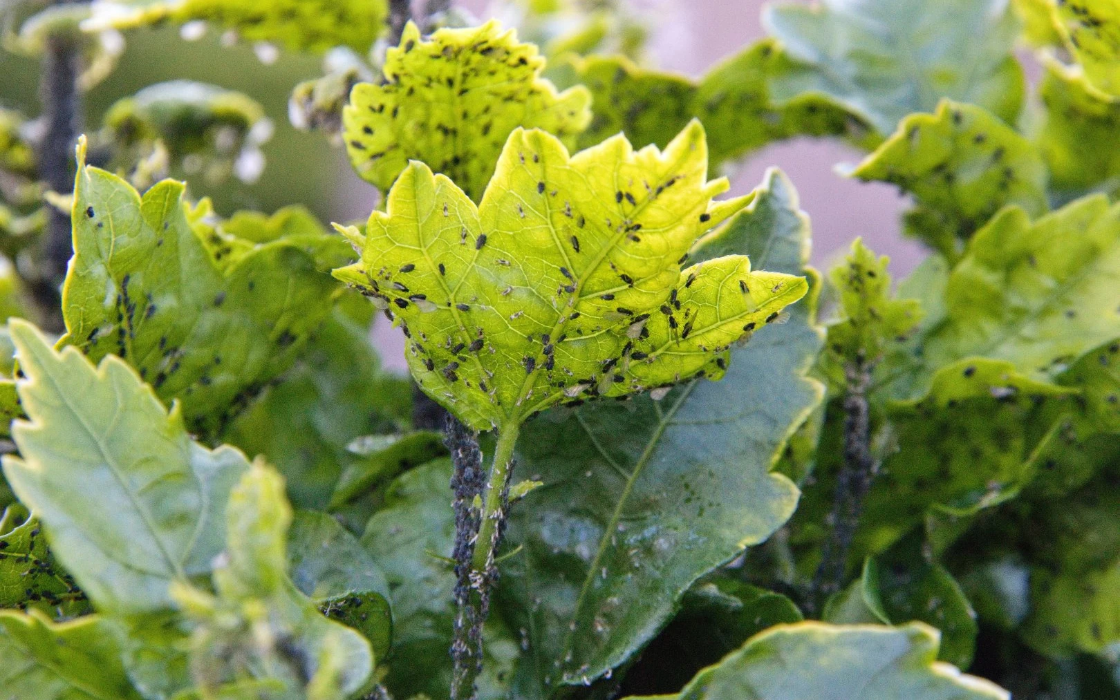 Mšic se zbavíte pomocí vratiče obecného