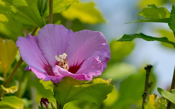 Květ ibišku syrského