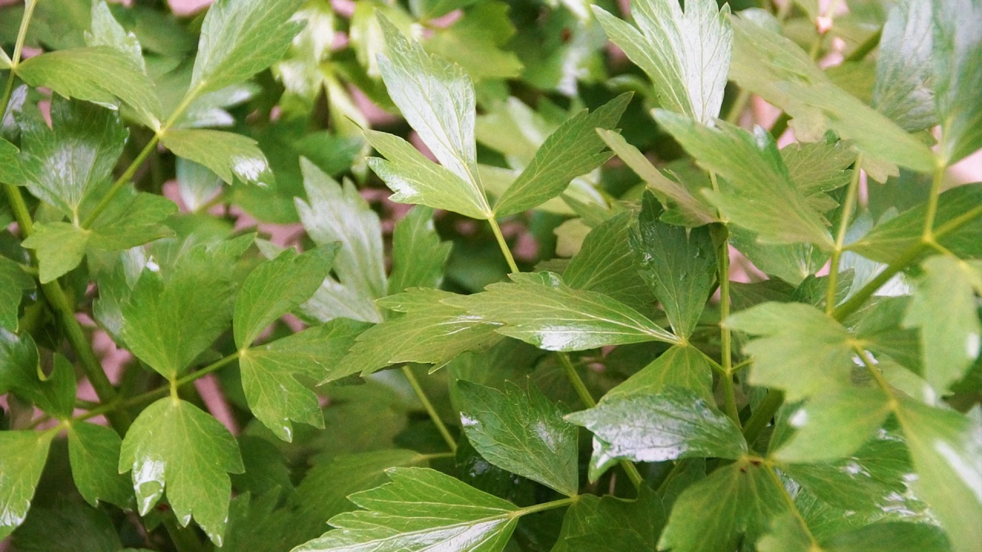 Libeček: Vedle čeho ho pěstovat a vedle čeho raději ne? A proč ho mít na zahradě?