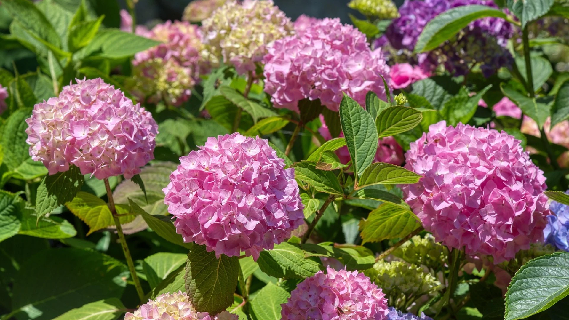 Jak množit hortenzie: Získejte několik rostlin zcela zdarma a užijete si pestrobarevnou zahradu